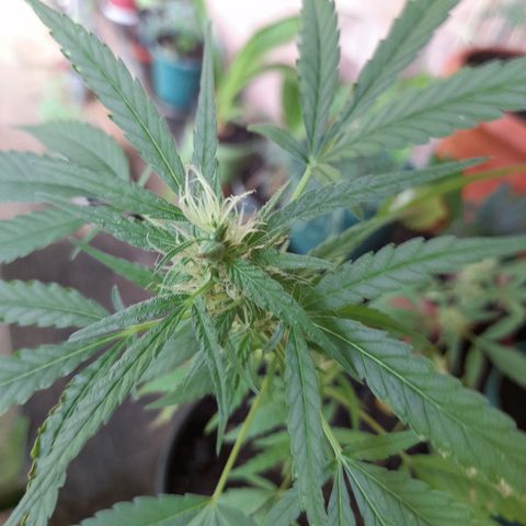Groot growlog timeline photo