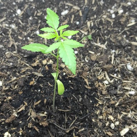 Skunk #1 growlog photo: Seit gestern mit Leuchtstoffröhre 