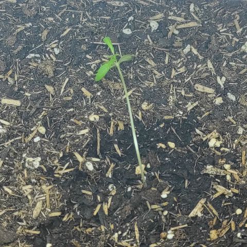 Skunk #1 growlog photo: Seit gestern mit Leuchtstoffröhre 