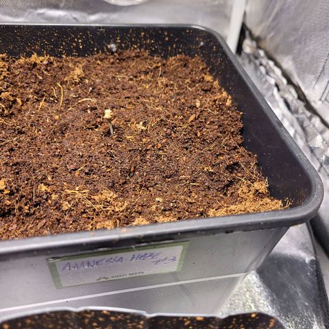 Amnesia Haze Automatic #3 growlog timeline photo