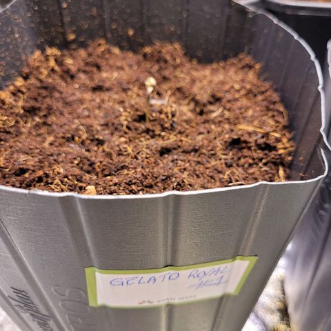 Auto Gelato Royal Kushbrothers #1 growlog timeline photo