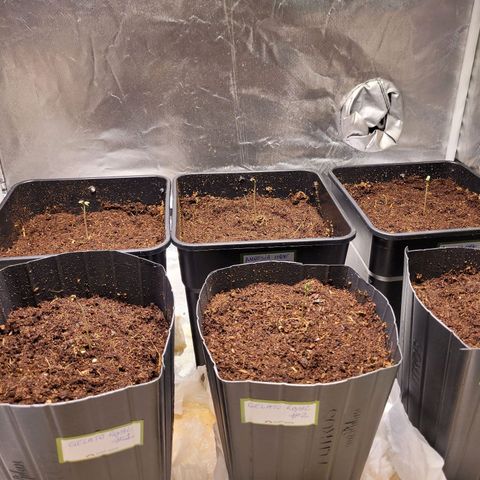 Amnesia Haze Automatic #2 growlog timeline photo