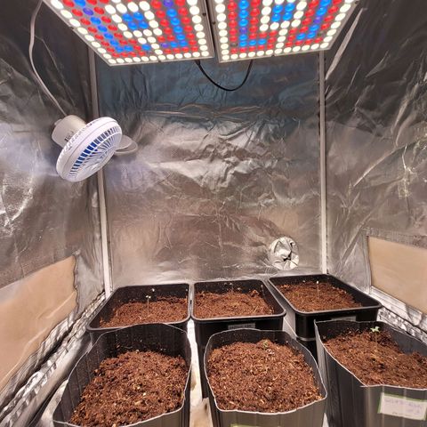 Amnesia Haze Automatic #2 growlog timeline photo