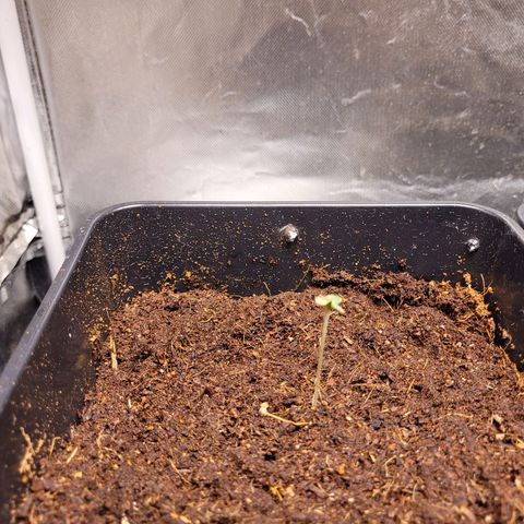 Amnesia Haze Automatic #1 growlog timeline photo