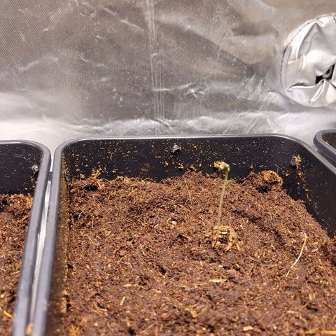 Amnesia Haze Automatic #2 growlog timeline photo