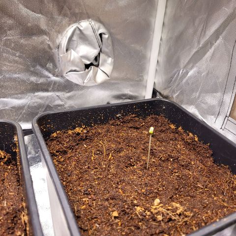 Amnesia Haze Automatic #3 growlog timeline photo