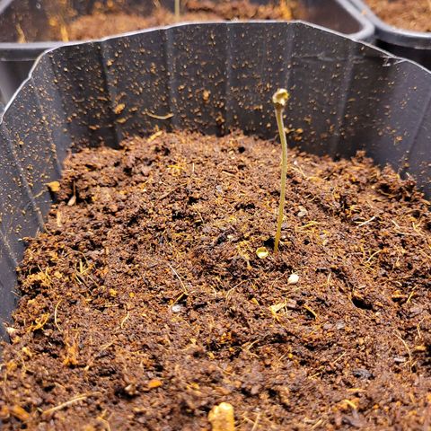 Auto Gelato Royal Kushbrothers #1 growlog timeline photo