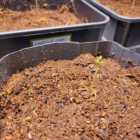 Auto Gelato Royal Kushbrothers #2 growlog timeline photo