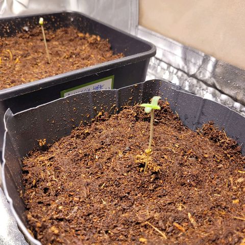 Auto Gelato Royal Kushbrothers #3 growlog timeline photo