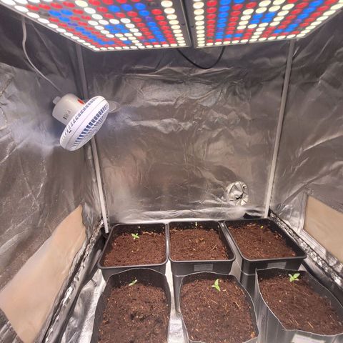 Amnesia Haze Automatic #2 growlog timeline photo