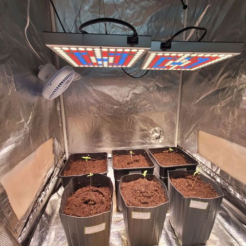 Amnesia Haze Automatic #2 growlog timeline photo
