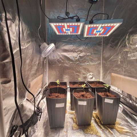 Amnesia Haze Automatic #2 growlog timeline photo