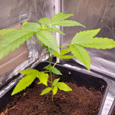 Amnesia Haze Automatic #1 growlog timeline photo