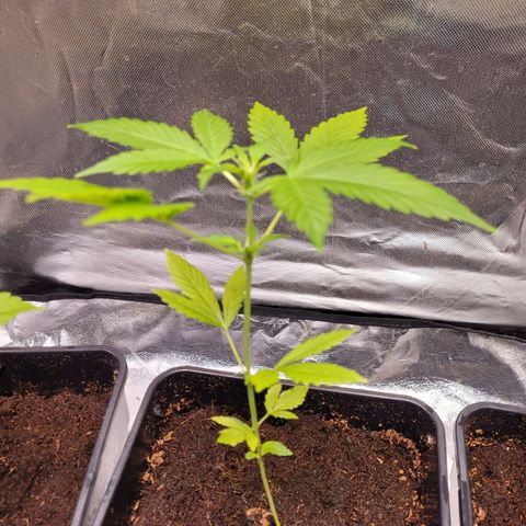 Amnesia Haze Automatic #2 growlog timeline photo