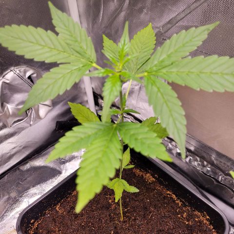 Amnesia Haze Automatic #3 growlog timeline photo