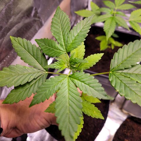 Auto Gelato Royal Kushbrothers #1 growlog timeline photo