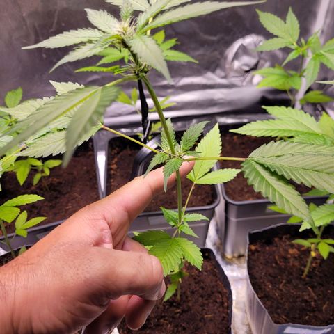Auto Gelato Royal Kushbrothers #2 growlog timeline photo