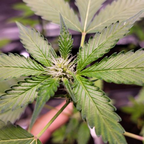 Auto Gelato Royal Kushbrothers #2 growlog timeline photo