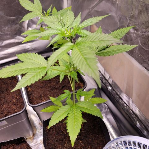 Auto Gelato Royal Kushbrothers #3 growlog timeline photo