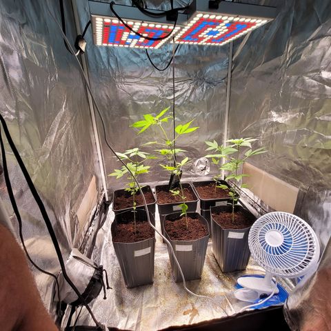 Amnesia Haze Automatic #2 growlog timeline photo