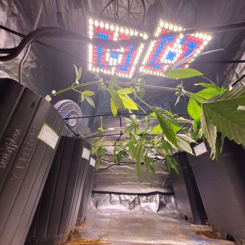 Amnesia Haze Automatic #2 growlog photo: Início do scrog