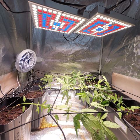 Amnesia Haze Automatic #2 growlog photo: Início do scrog
