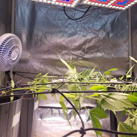 Amnesia Haze Automatic #2 growlog photo: Início do scrog