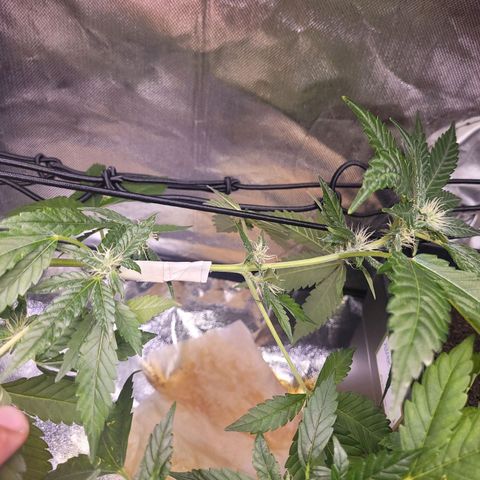 Auto Gelato Royal Kushbrothers #3 growlog photo: Curativo