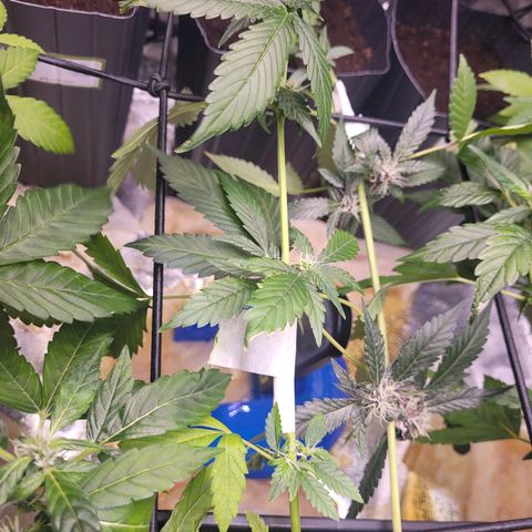 Amnesia Haze Automatic #2 growlog photo: Esta tendo boa recuperação no curativo. 