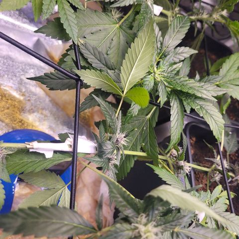 Auto Gelato Royal Kushbrothers #2 growlog photo: Boa recuperação no curativo