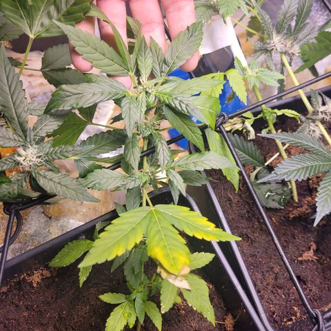 Amnesia Haze Automatic #1 growlog photo: Planta está tendo boa recuperação após o vaso ter caído e perdido boa parte do substrato.
