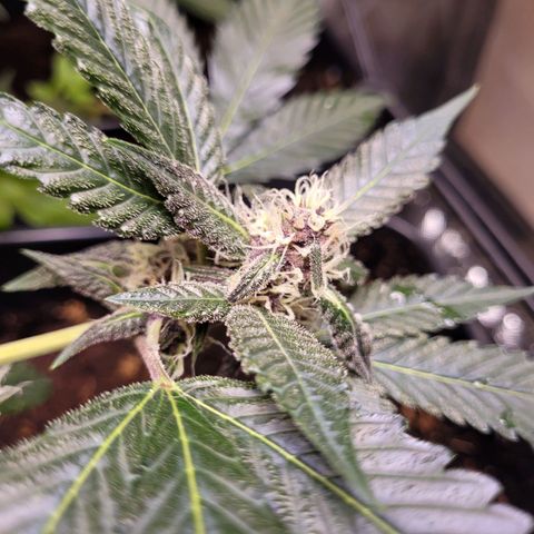 Auto Gelato Royal Kushbrothers #2 growlog timeline photo