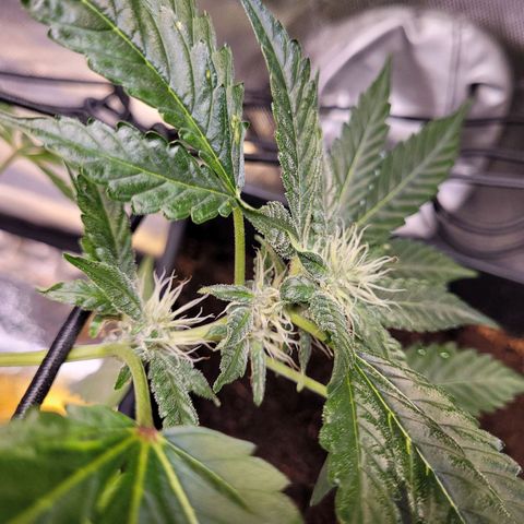 Auto Gelato Royal Kushbrothers #3 growlog timeline photo