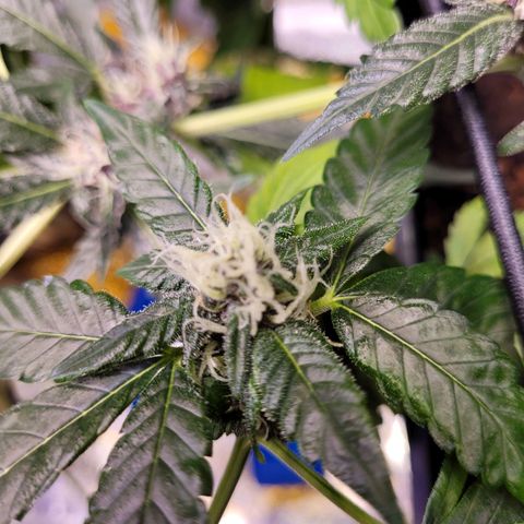 Auto Gelato Royal Kushbrothers #1 growlog timeline photo