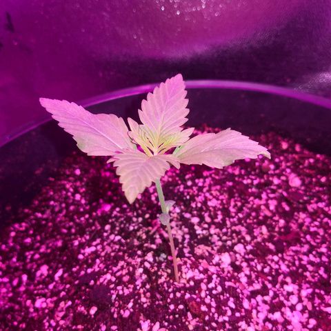 Cheesy Auto growlog photo: Loving it