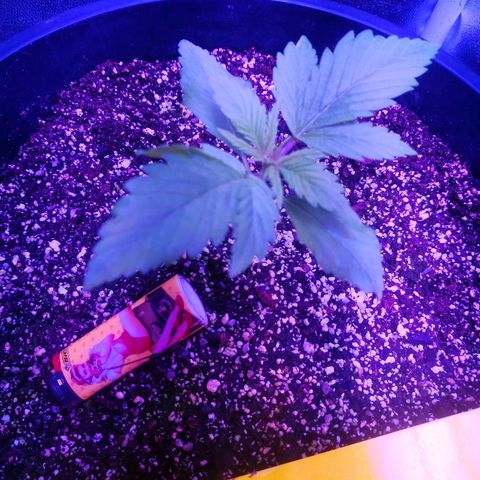 Cheesy Auto growlog photo: Going good