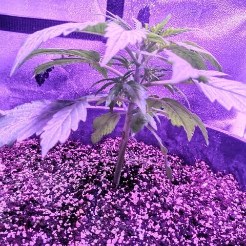 Cheesy Auto growlog photo: Nice plant