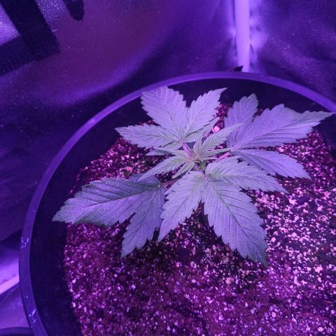 Cheesy Auto growlog photo: Nice plant