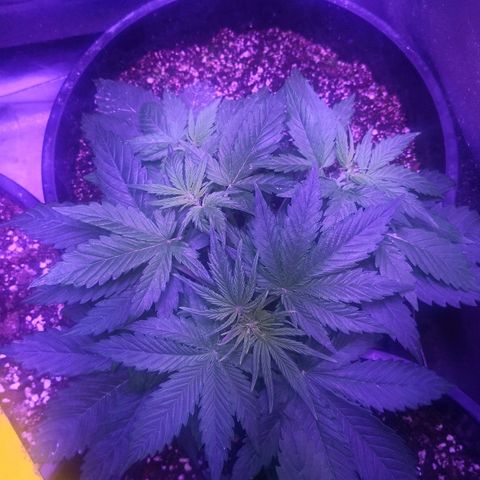 Cheesy Auto growlog timeline photo