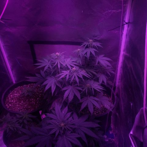 Cheesy Auto growlog timeline photo
