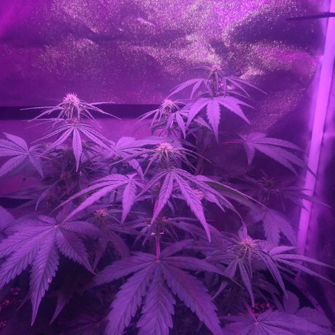Cheesy Auto growlog timeline photo