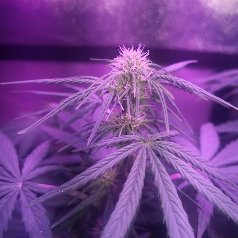 Cheesy Auto growlog timeline photo