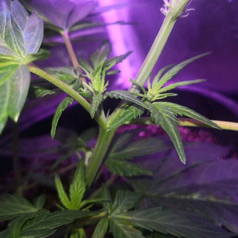 Cheesy Auto growlog timeline photo