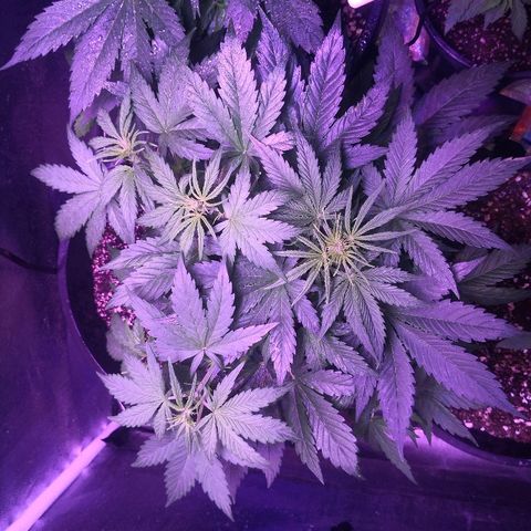 Cheesy Auto growlog timeline photo