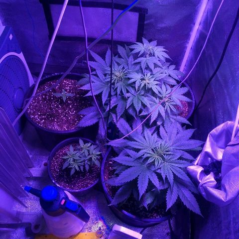 Cheesy Auto growlog timeline photo