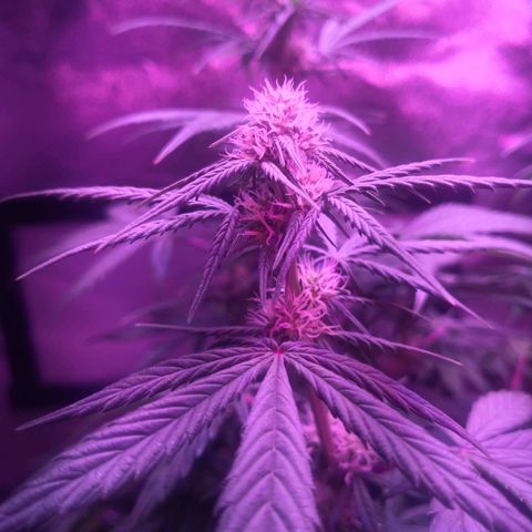 Cheesy Auto growlog timeline photo