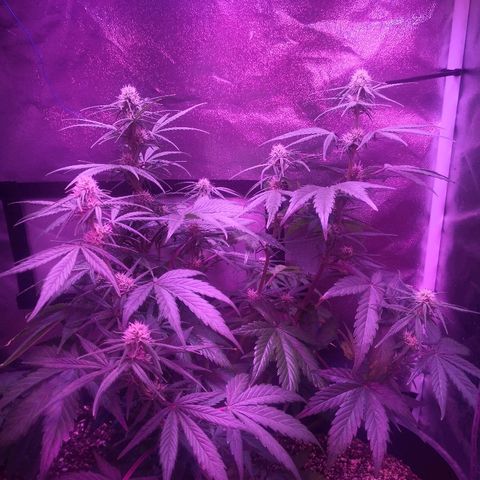 Cheesy Auto growlog timeline photo