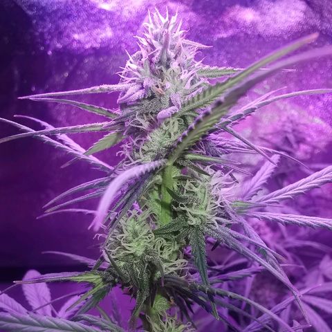 Cheesy Auto growlog timeline photo