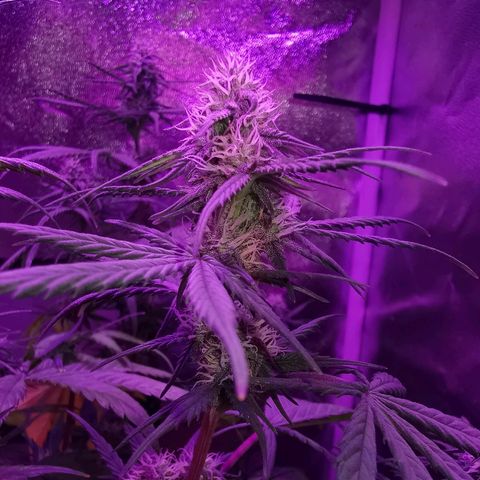 Cheesy Auto growlog timeline photo