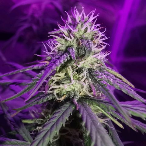 Cheesy Auto growlog timeline photo